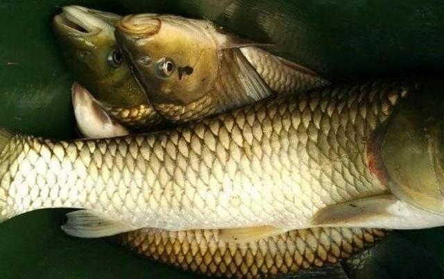 钓鱼时补窝要恰到好处,老钓友教你几招,让你钓鱼时把鱼留住!