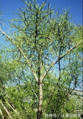 茎干|多肉“光棍树”,毒性与众不同,可远观不可亵玩