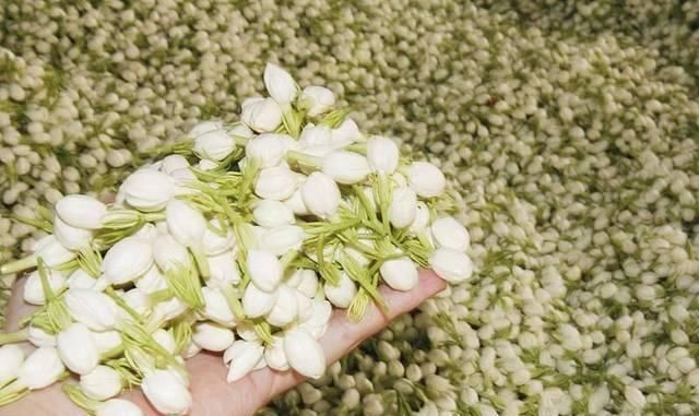 花海|想茉莉多开花,只需做到这4点,让每盆都变成花海