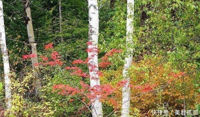 哈束力@历史上西丰经过多次开垦,几次失败后,为清末完全弛禁埋下了伏笔