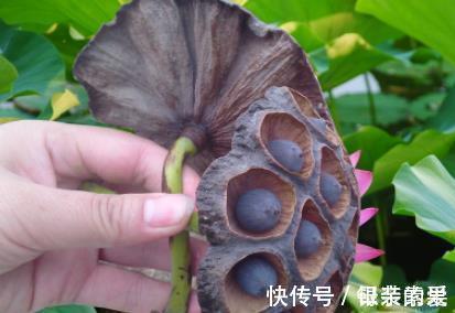 荷莲|秋吃藕,胜补药!莲藕4大妙方,补气血,强免疫,百病绕道走!