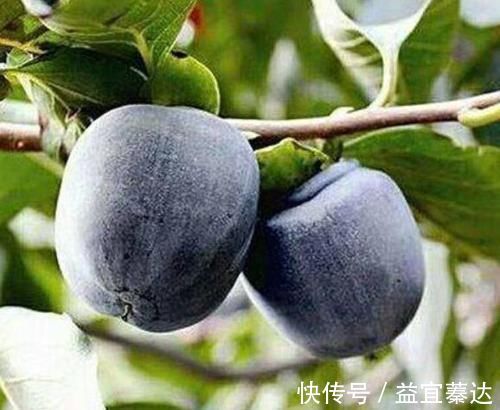 食物|女性羡慕别人皮肤好,不妨常吃3种食物,滋润皮肤,养颜抗衰老