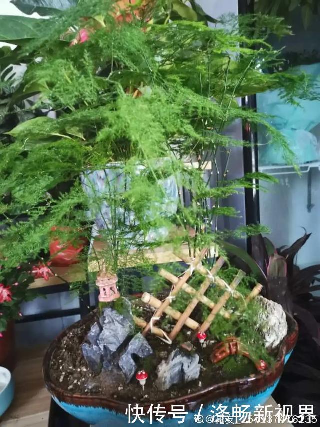 6种杀菌花,杀菌去异味,家里空气更干净!