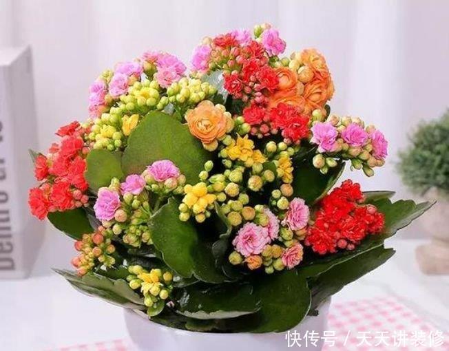 4种富贵花,添福添贵添好运,财运爆发,事业风生水起!