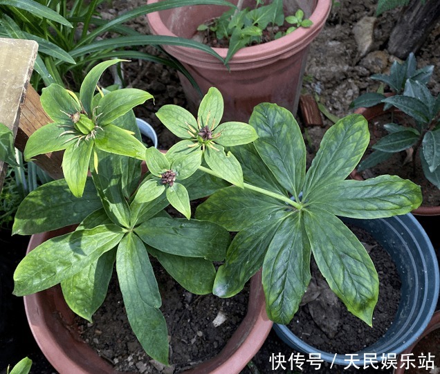 它很少长在竹林,若你能有幸偶遇,哪怕误除竹笋,也别伤到它