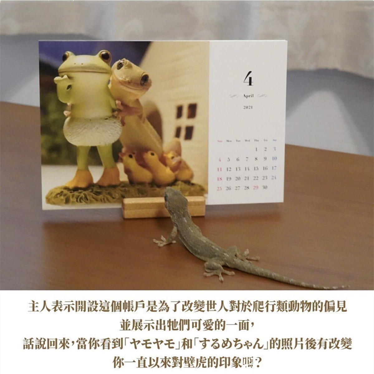 二次元|三次元的壁虎喜欢拍照,萌出二次元的感觉,这是转生成为壁虎吧