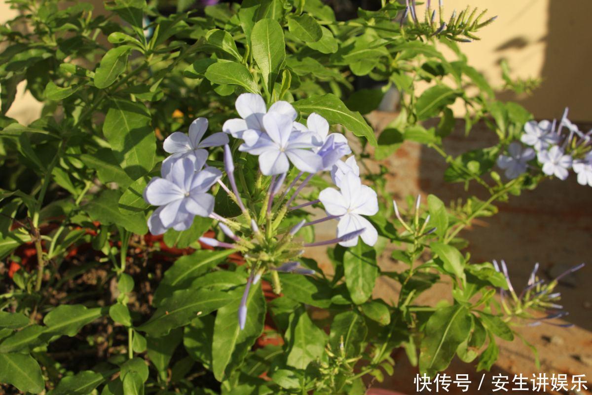 这花长得巴掌大，越晒花越多，一不小心就开成瀑布！