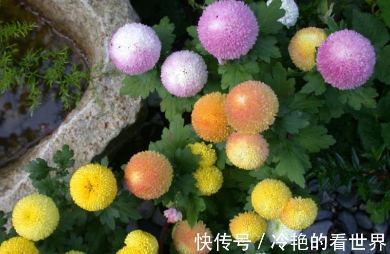 角堇|3种花号称“开花机器”，秋天生长进入关键期，掐的越狠开花越多