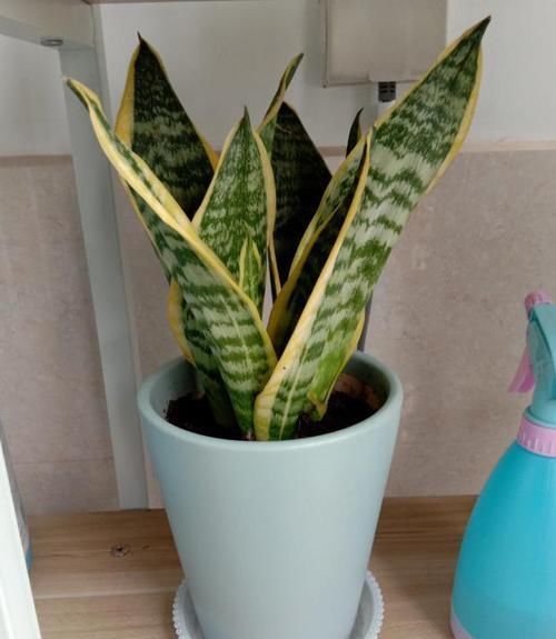 养花|养花换盆该做些什么?不懂就这么办,保植物远离危险!