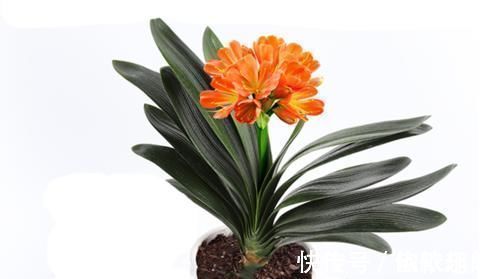 腐殖土|养君子兰几十年,始终就用一种土两种肥,实践出真知