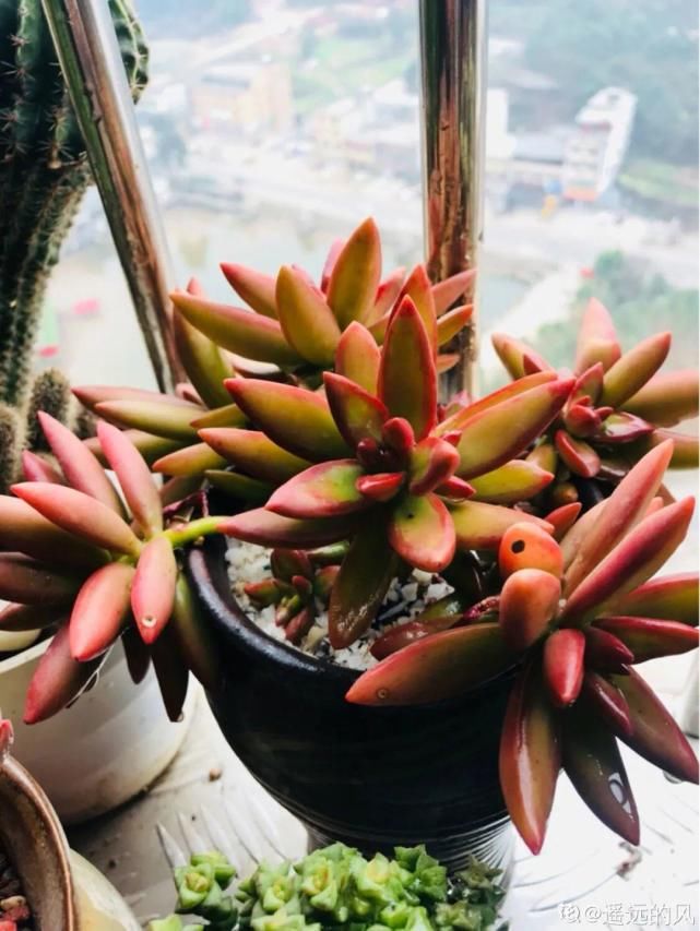 一入肉坑深似海，越养越上瘾