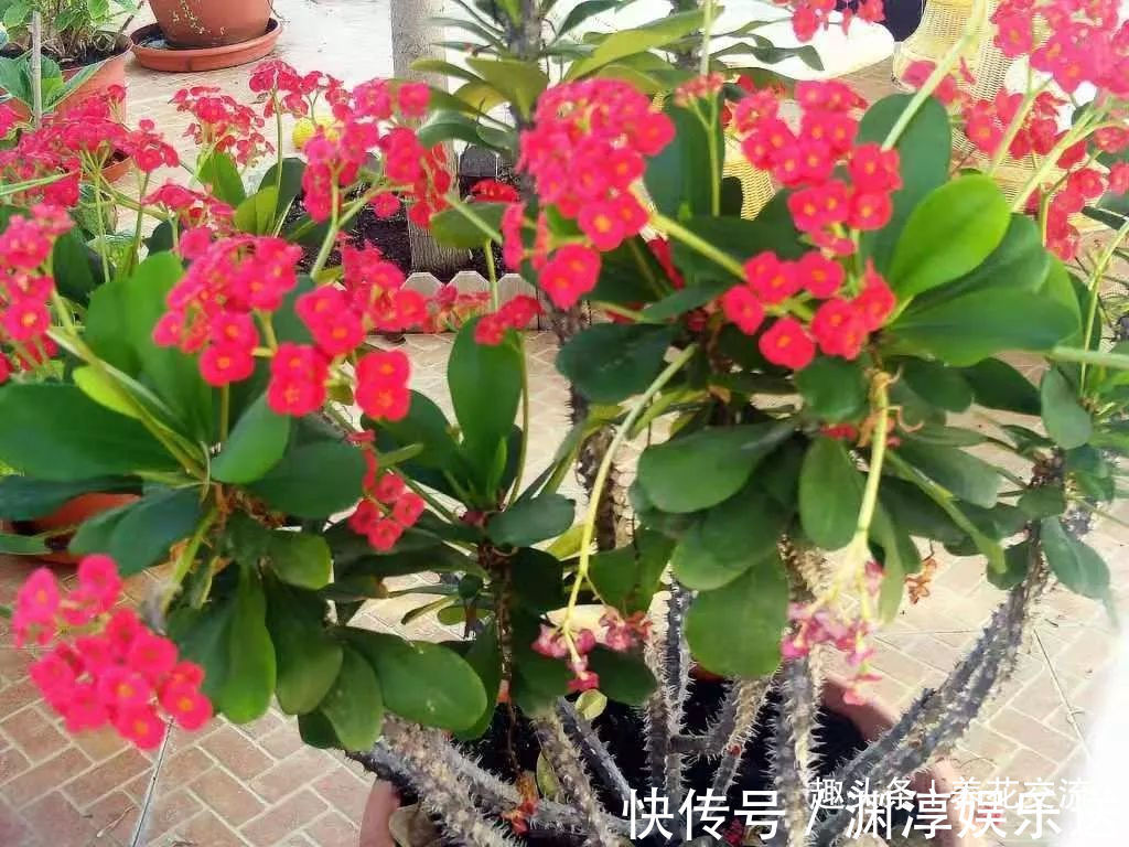 浇水|多肉的品种又多又好看，为啥自己总养不活，那是因为没看到这几种