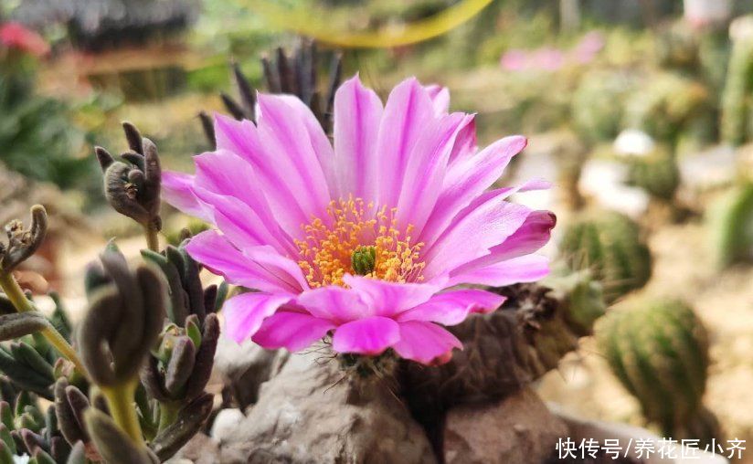 施肥|仙人球夏季为什么不开花？看看这3点，彻底做对了，才能开花不停