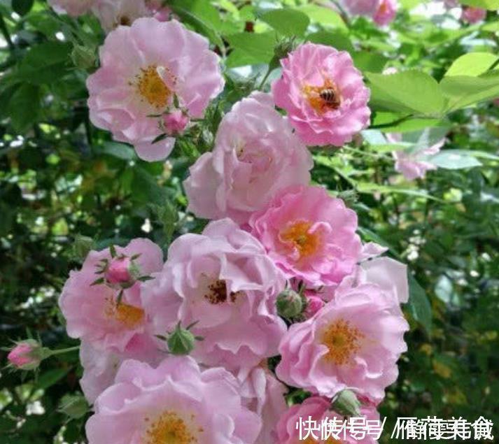 蔷薇|家里养上4种花,不见叶子只见花,花瓣层层叠叠超漂亮