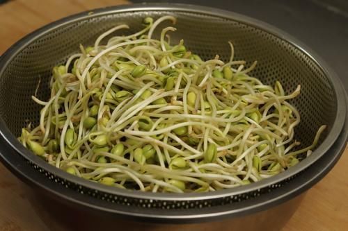 营养|想吃豆芽不用买了，教你在家发豆芽，5天就能吃，脆嫩营养又卫生