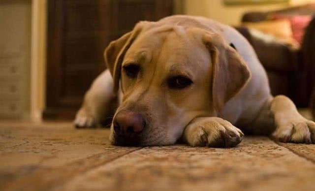 生活|为何民间“狗肉不上桌”?这个传统是怎么来的,有何历史渊源?