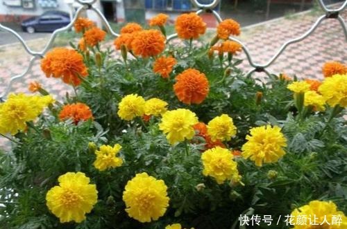 什么多菌灵都不如这种药水,养花生根快,还能延长花期!