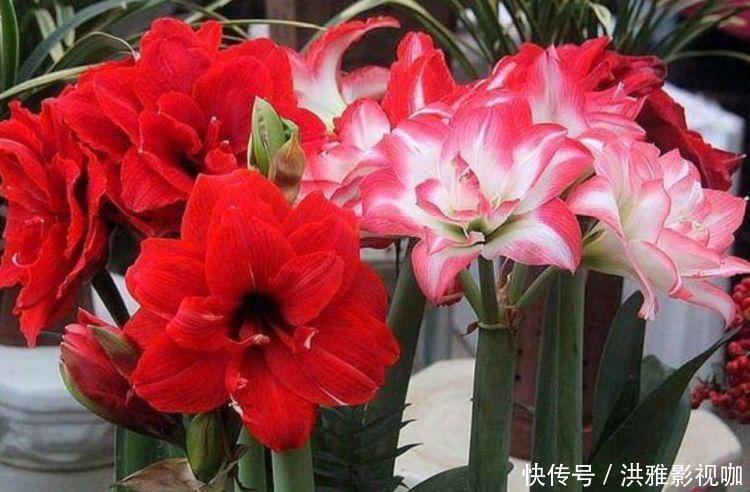 富贵花|4种“富贵花”，开花漂亮上档次，幸福满满来，财运福运喜运来！