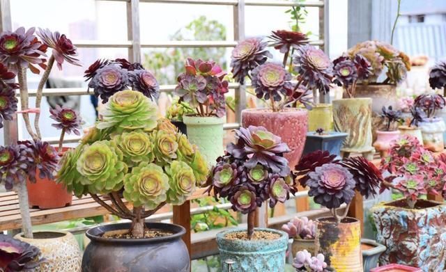 春天养法师,就因为“换了地方”,3天就变色,太漂亮了