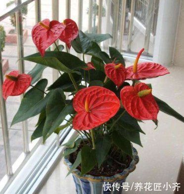 封闭阳台养不好花？那就选这4种，记住“共同点”，就能四季开花