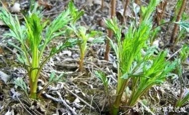 东北的5月，是吃山野菜最好的时候，比肉还香！