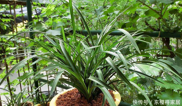 发酵|养花最好的“有机肥”,原来是粪球球,什么植物都能用,养啥都旺