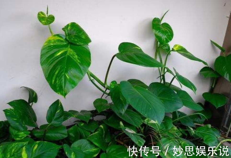 懂养生的人,卧室常养此“5种花”,身心舒畅,好养好看