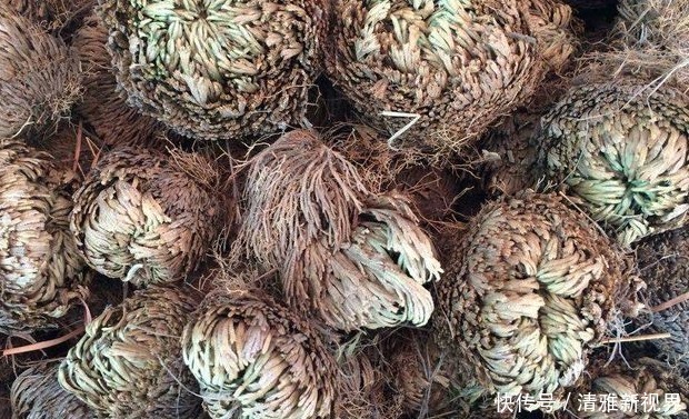 被称为“九死还魂草”的植物，干枯后遇水也能活，是美容消炎佳品