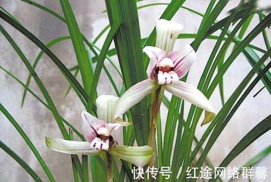 清兰花|北方养殖兰花的方法有什么不同么