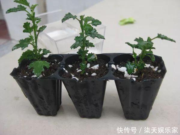 秋季|3种枝条泡水里,10天长根,一次开花100朵,水培成活率更高!