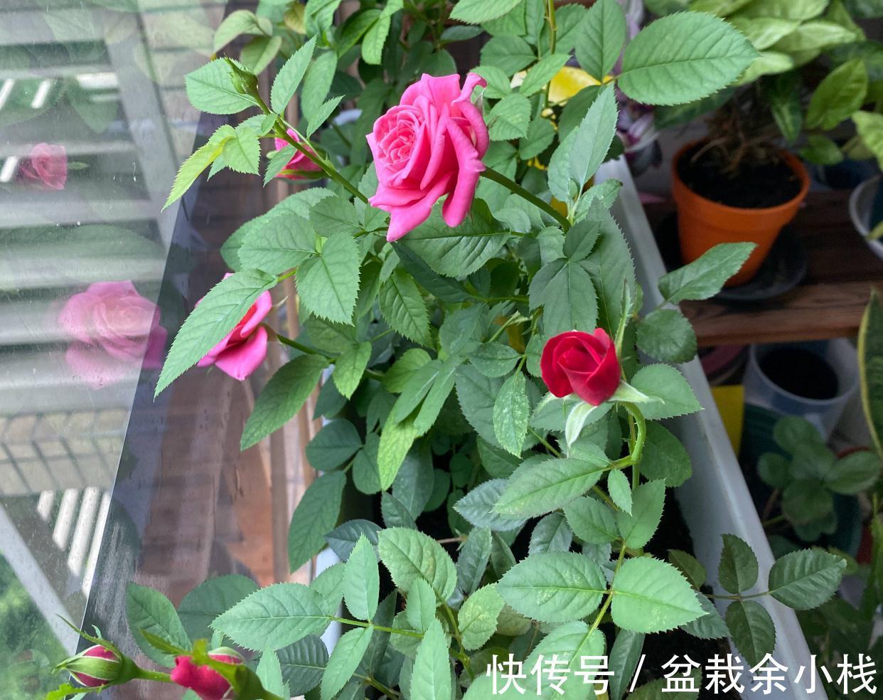 阳台上|阳台养月季,做4步,花朵又大又艳,表现好更完美