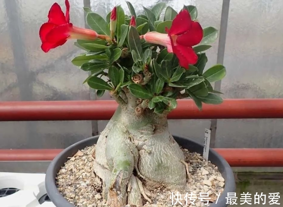 刘叔天冷沉迷养沙漠玫瑰,经常一两个月不浇水,却一点事都没有