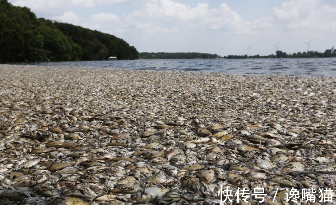 |自然界的“笑话”：每年有成千上万的鱼群，被河马粪便活活憋死？