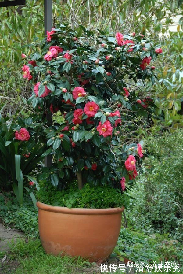 月季花|10种适合在秋季购买的盆栽花卉,提前买好,冬春时节持续有花开