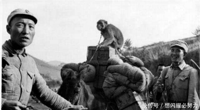 李营长|远征军在山上被日军包围，竟然被一群猴子给救了，气得日军直跺脚！