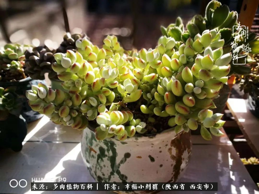 时光荏苒，种肉赏肉已成了生活中不可缺少的一部分！