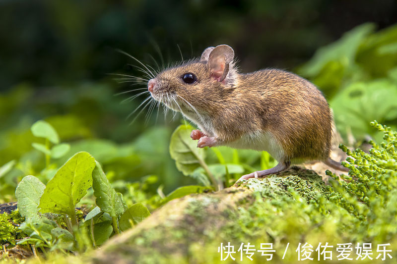 生肖|熬过11月份，将会排除苦难，事业如日中天的三大生肖