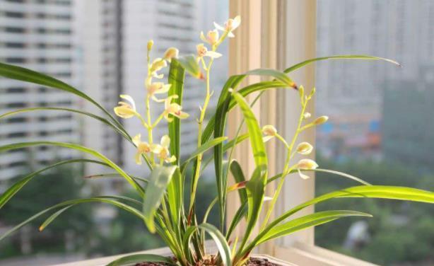 兰花|买到裸根带花的兰花苗,1步操作必须做,不然延缓生长,甚至枯死