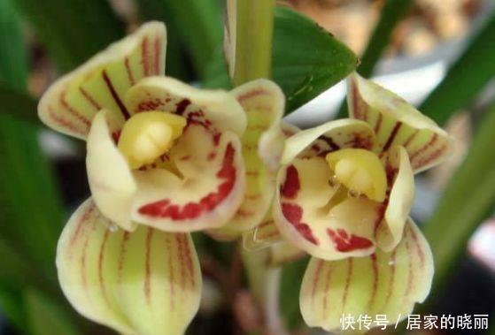 4种花,花大色艳很漂亮,家里养一盆,朋友很羡慕