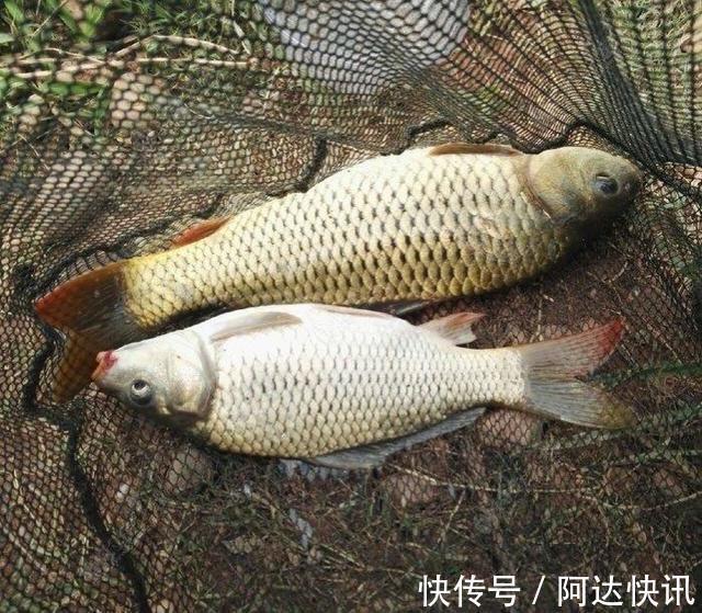 钓友|罕见!四川三岔湖“翘嘴鱼王”被人钓上岸,钓友反馈:抱不动啊