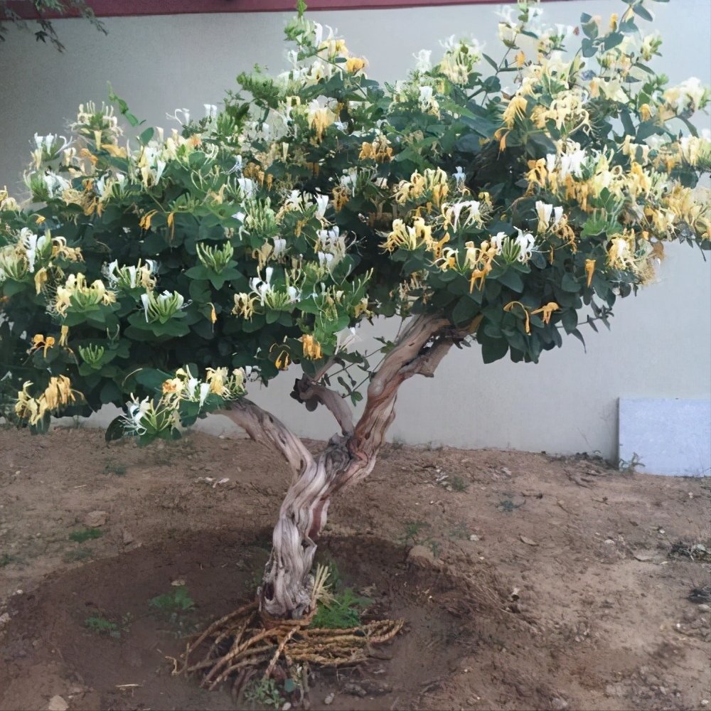 花卉|寓意超好的几种花卉，自带多金属性，漂亮又贵气