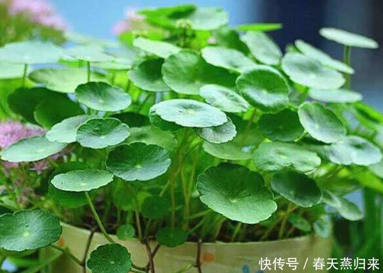 5种花,耐热又耐冷,四季都有花赏,满屋子飘香,南北方都能养!