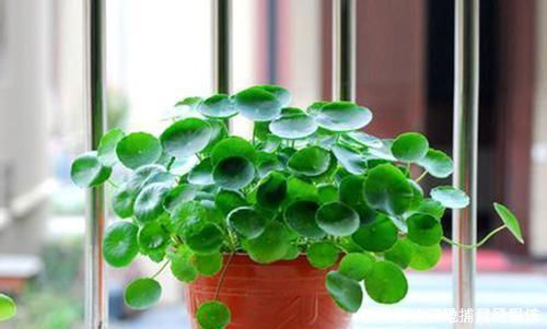 客厅摆上6种花,不仅养人还旺财,一听名字就是吉祥花