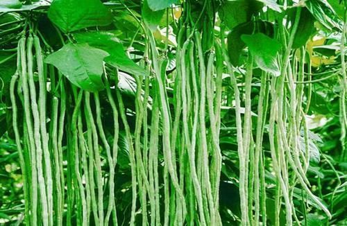 女性|女性不愿长满皱纹,可以多吃三种食物,补充营养,滋润肌肤!