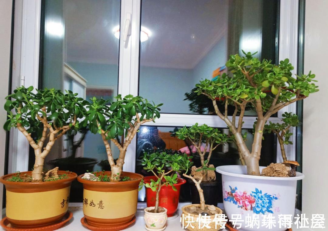 铃兰|30℃以上，10种花就先别养了，买一盆死一盆，别怪我没提醒你