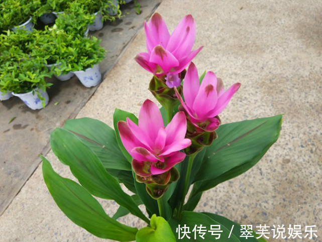 “姜”开花如此美丽!一个小盆种出来,扔花盆就活,漂亮又好养