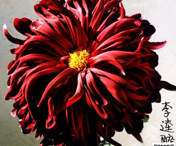 喜欢菊花,不如养盆“珍稀名菊”李逵醉酒,似高雅雁舞,妩媚妖娆