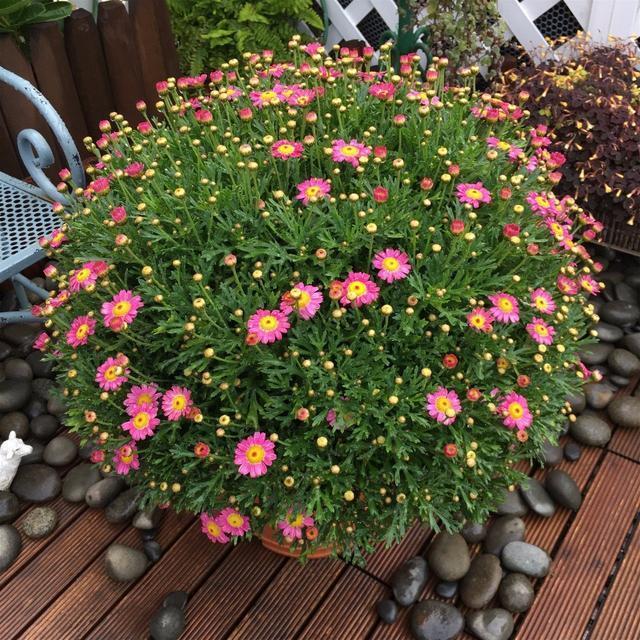 喜欢养花的朋友,几个臭毛病,出门变得贼溜溜,看你有没有