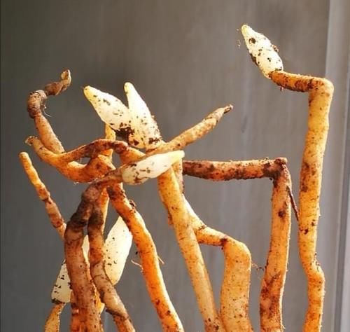 养兰花怎么知道是否已成活？