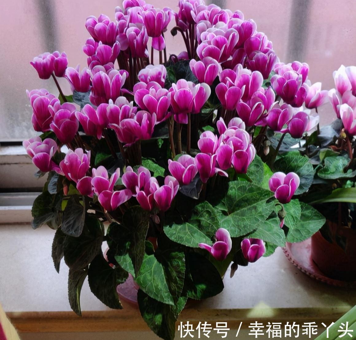 5种 耐寒花 好看不怕冻 低温也能爆花 一直开到初夏 粉紫色